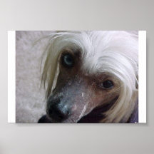 Chinese Crested cutie Posters