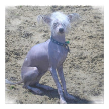 Chinese Crested Dog Invitation