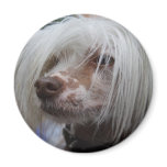 Chinese Crested Dog magnets