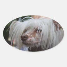 Chinese Crested Dog Stickers
