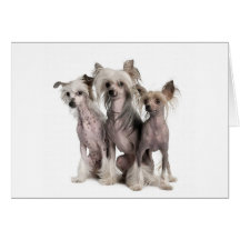 Chinese Crested Greeting Card