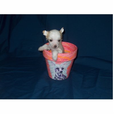 Chinese Crested Puppy Photo Sculpture by amjon1