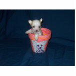 Chinese Crested Puppy Photo Sculpture photo sculptures