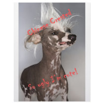 Chinese Crested So Ugly I'm Cute