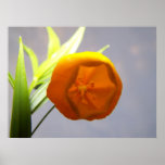 Chinese Lantern02 Print