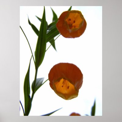 Chinese Lantern03 Poster by Sarahsmile