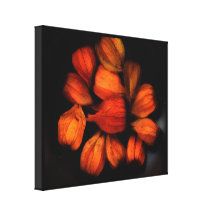 Chinese Lantern (Physalis)Fruits Wrapped Canvas Stretched Canvas Prints