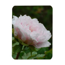 Chinese Peony Vinyl Magnets