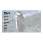 Chinstrap Penguin Business Card Template