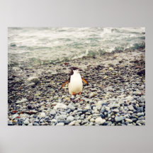 Chinstrap Penguin, print