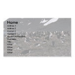 Chinstrap Penguins Nesting Colony Business Cards