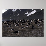 Chinstrap Penguins Nesting Colony Posters