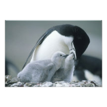 Chinstrap Penguins, Pygoscelis antarctica), Art Photo