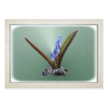Chionodoxa 62 ~ ATC Business Card