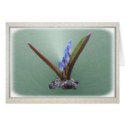 Chionodoxa 62 ~ card by Andy2302