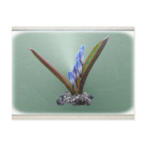 Chionodoxa 62 ~ postcard