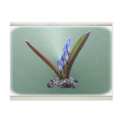 Chionodoxa 62 ~ postcard by Andy2302