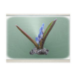Chionodoxa 62 ~ postcard