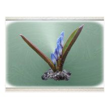 Chionodoxa 62 ~ postcard