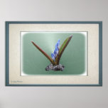 Chionodoxa 62 ~ Print