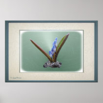 Chionodoxa 62 ~ Print