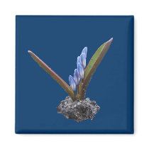 Chionodoxa bud ~ magnet