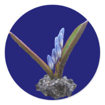 Chionodoxa bud ~ sticker