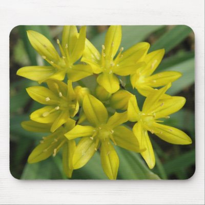 Chionodoxa Mousepad by Fallen_Angel_483