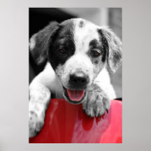 Chiot Posters