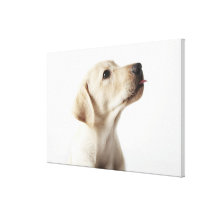 Chiot blond de Labrador collant la langue Toiles Tendues Sur Châssis