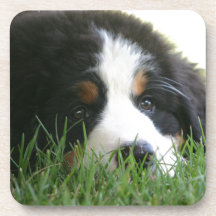Chiot de Bernese Sous-bock