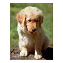 Chiot de golden retriever carte postale