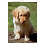 Chiot de golden retriever cartes de vœux