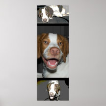 Chiot de la Bretagne Poster