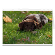 Chiot de laboratoire de chocolat carte de vœux