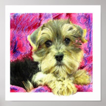 chiot de morkie affiche