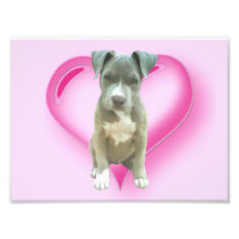 Chiot de Pitbull de Valentines Impression Photo