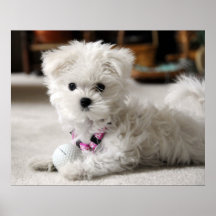 Chiot jouant au golf ! poster