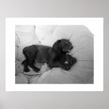 Chiot somnolent affiche