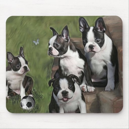 Chiots de Boston Terrier Tapis De Souris