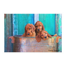 chiots énormes de poseur irlandais de toile-Trois Impressions Sur Toile