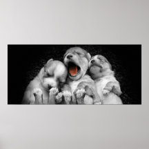 Chiots, Morkies, chiot, Yorkie, maltais Affiches