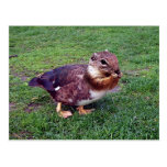 Chipduck Post Card