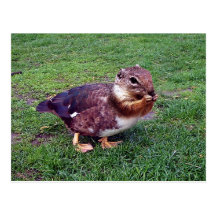 Chipduck Post Card