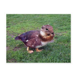 Chipduck Post Card