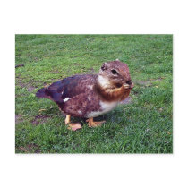 Chipduck Post Card