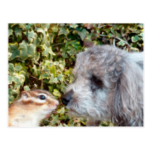 chipmunk and dog (poodle) 葉書き