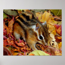 Chipmunk , Autumn (12)　photo プリント