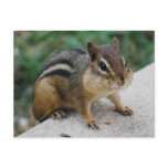 Chipmunk Cheeks Postcard