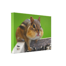 chipmunk gallery wrapped canvas